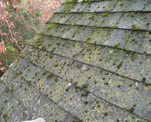 roof algae
